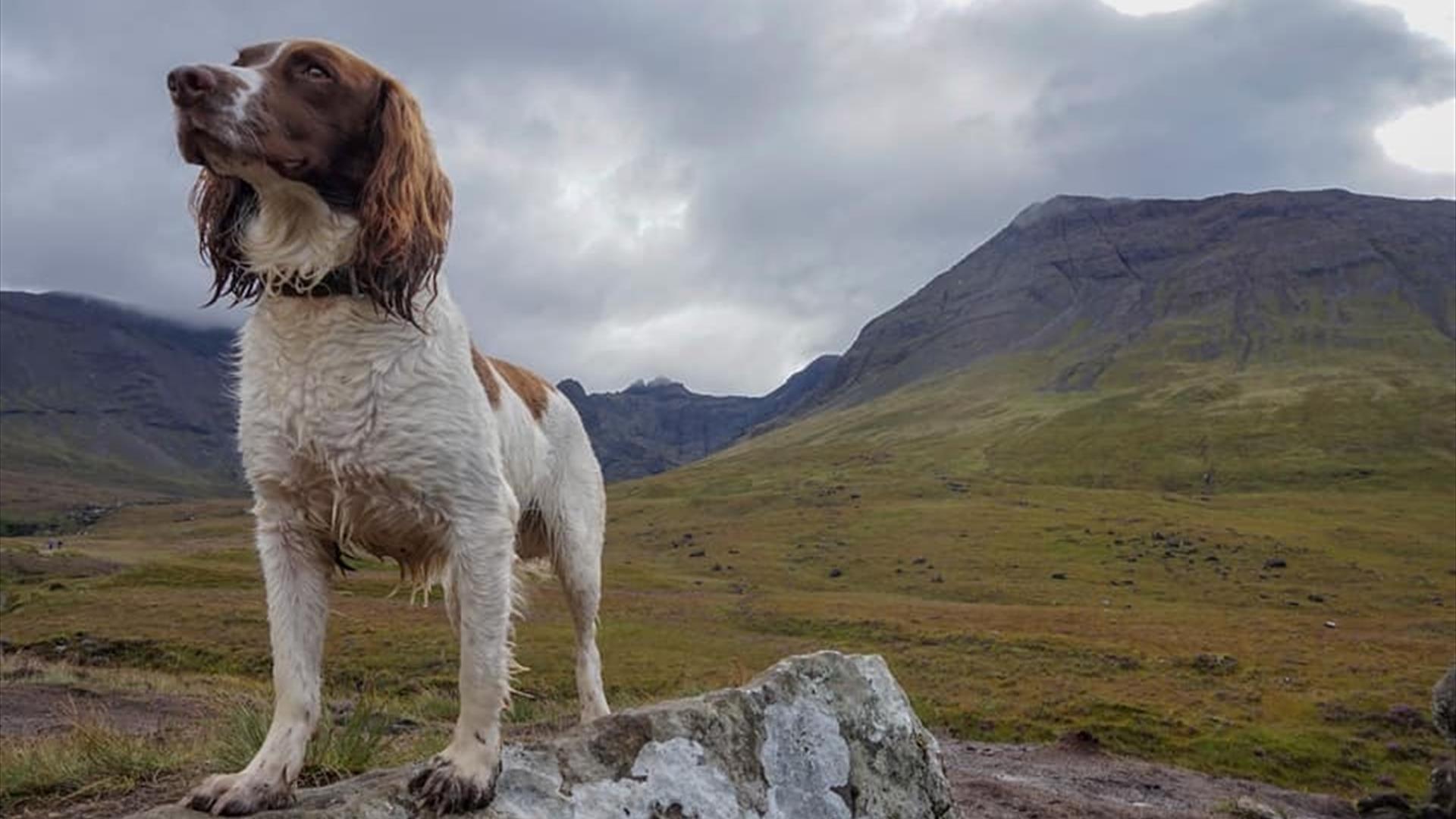 A dog stands on a large slab of rock in the foreground with mountains in the background.