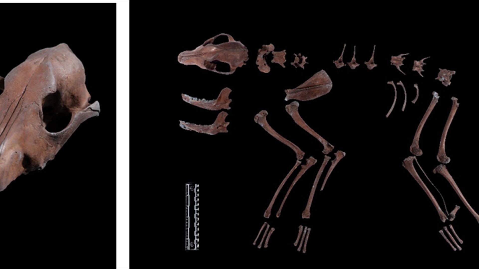 Skull and bones of a dog laid out in an archaeological display against a black background.