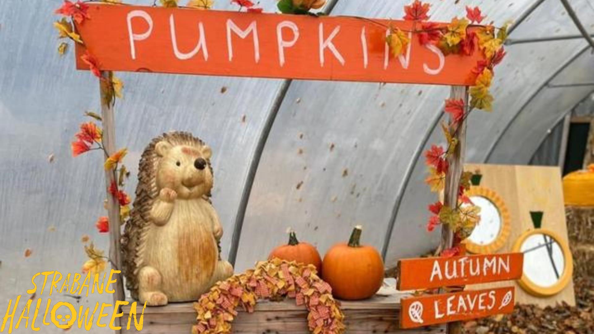 New Horizons Pumpkin Patch Photoshoot & Scarecrow Trail