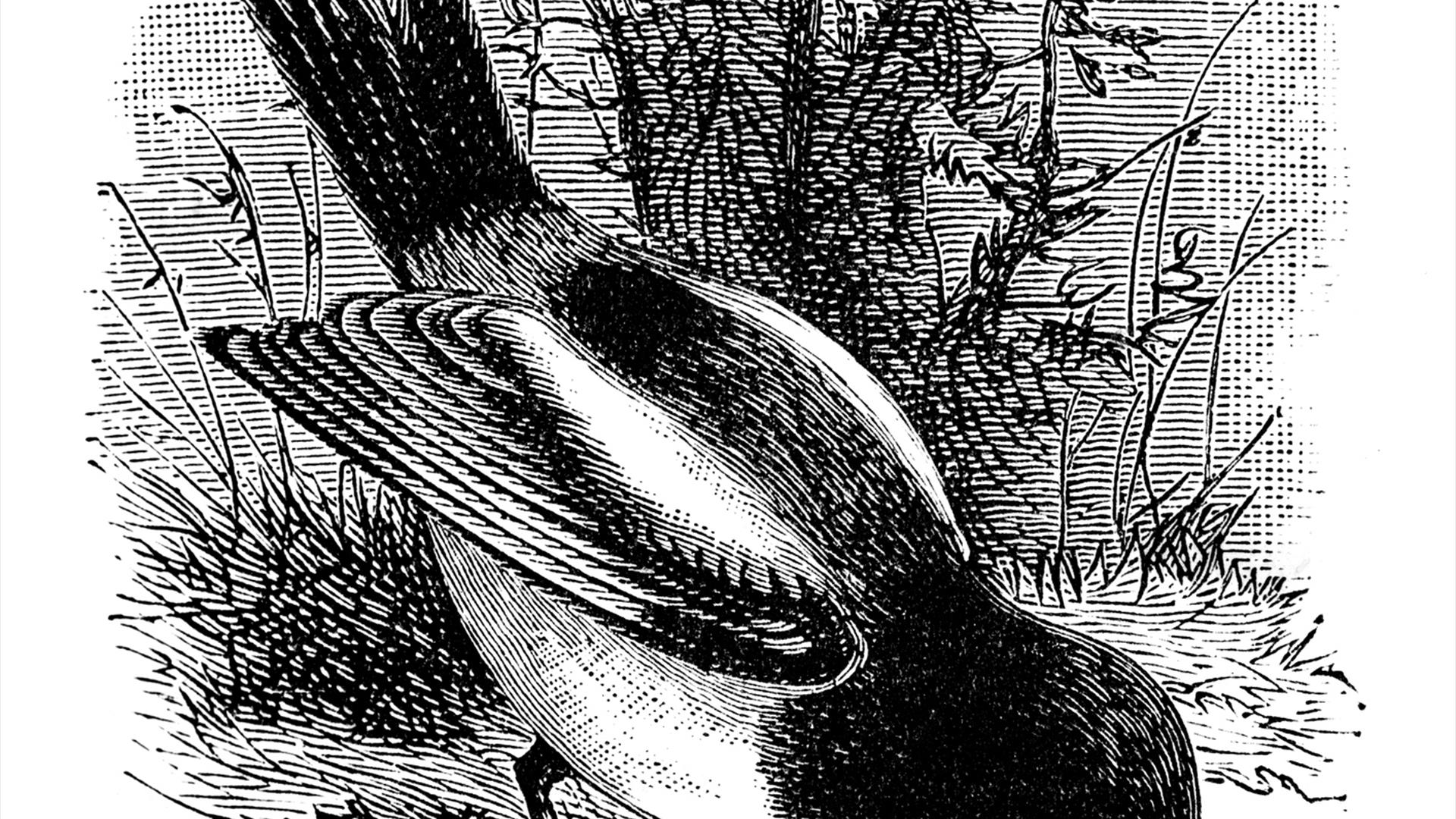 A black and white image of a magpie in the style of an etching. The bird is oriented with its face to the bottom and its tail towards the top left-han