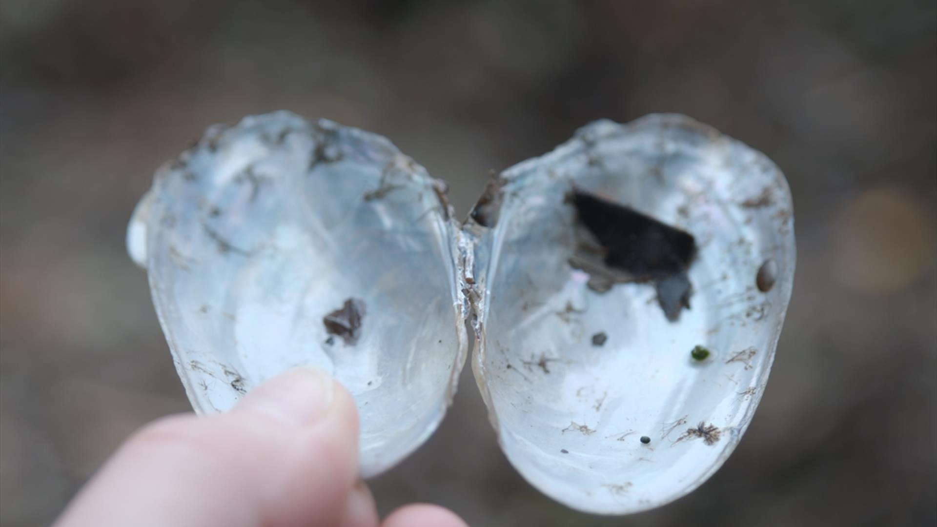 Sabi Nicholson, Dislocations 2025