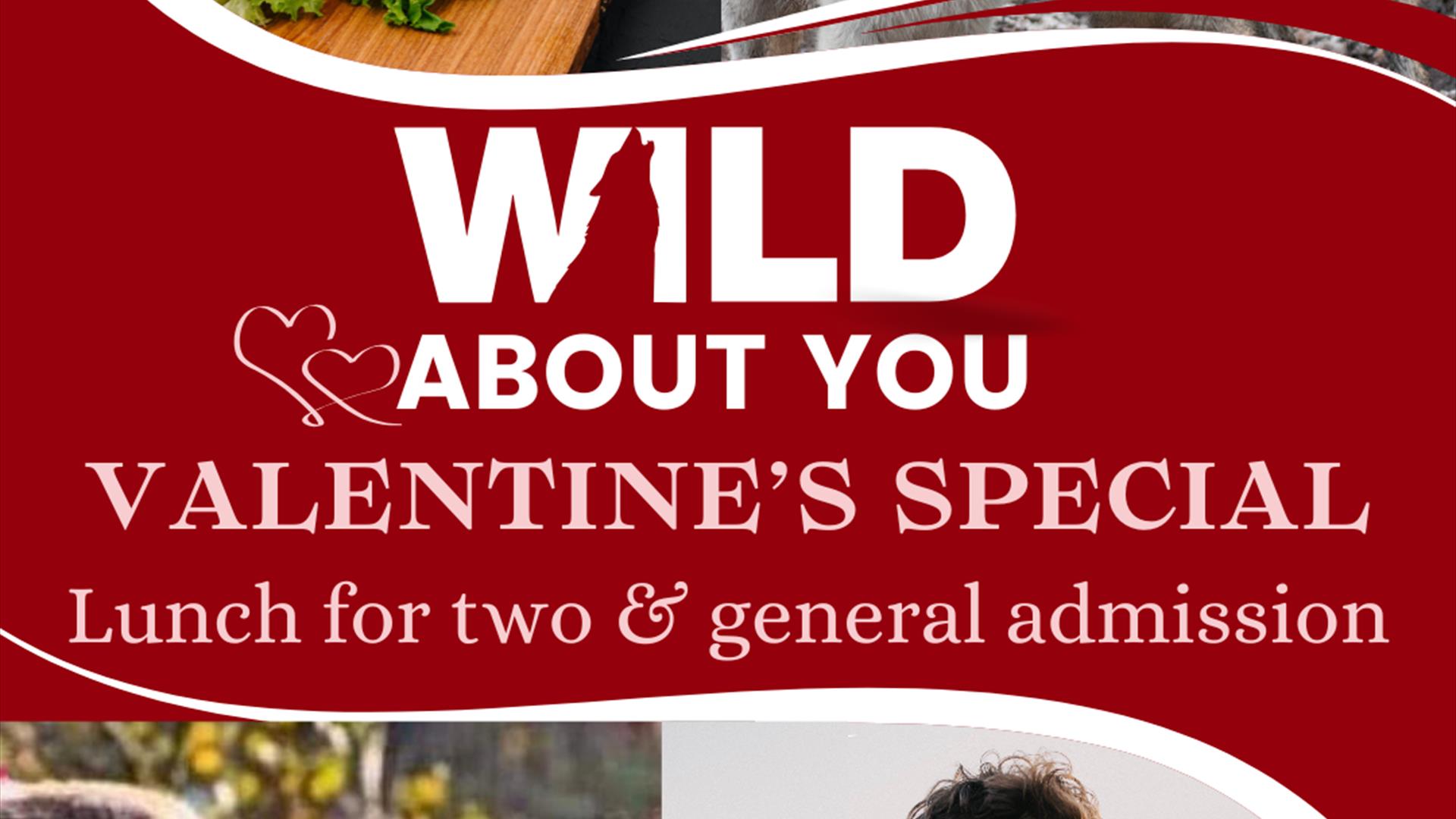 A Valentine's Day promotional graphic with the text 'Wild About You' and 'Valentine's Special: Lunch for Two & General Admission.' The design features