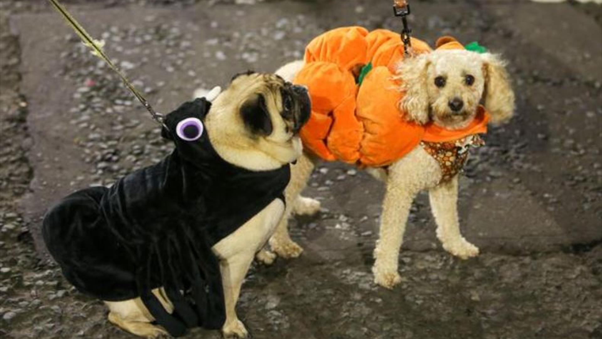 Two dogs in fancy dress.