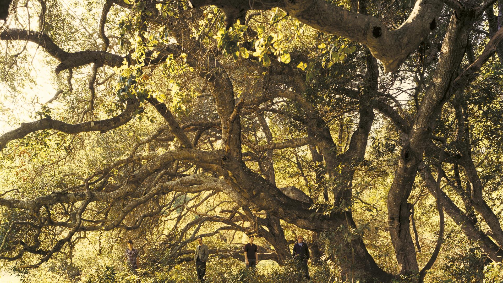 The band of four, TRAVIS, standing apart from each other in a sunlit forest