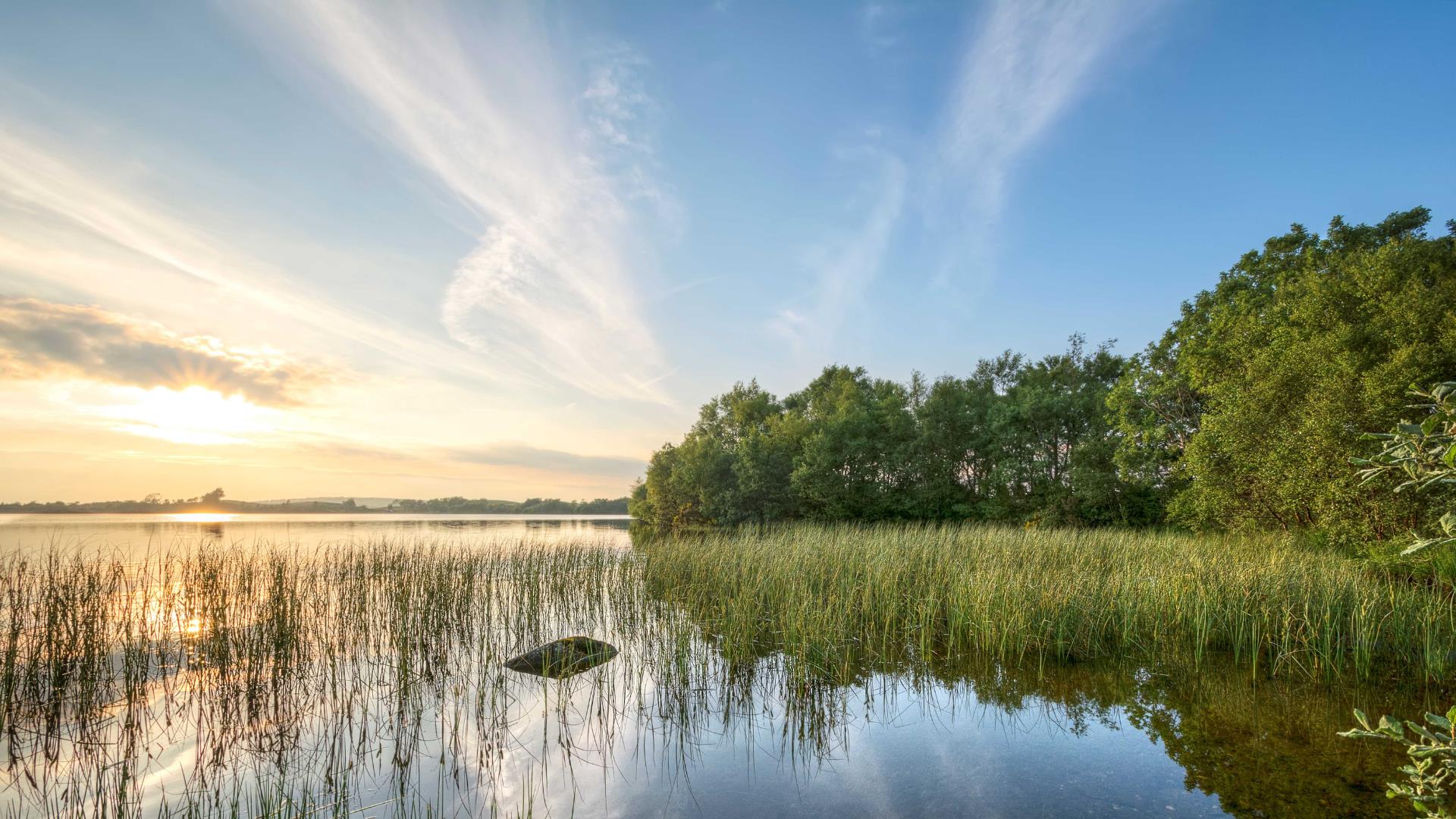 Moor Lough Reeds