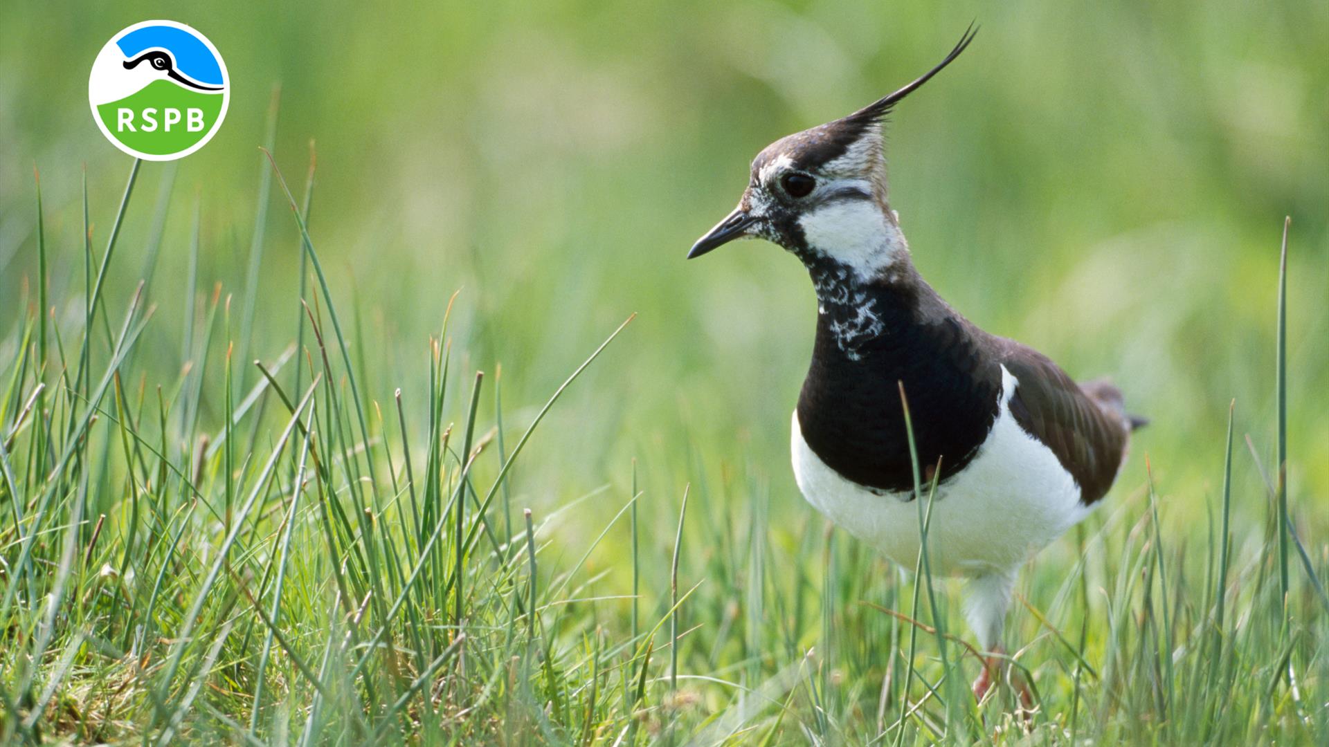 Dawn Chorus at Lough Beg