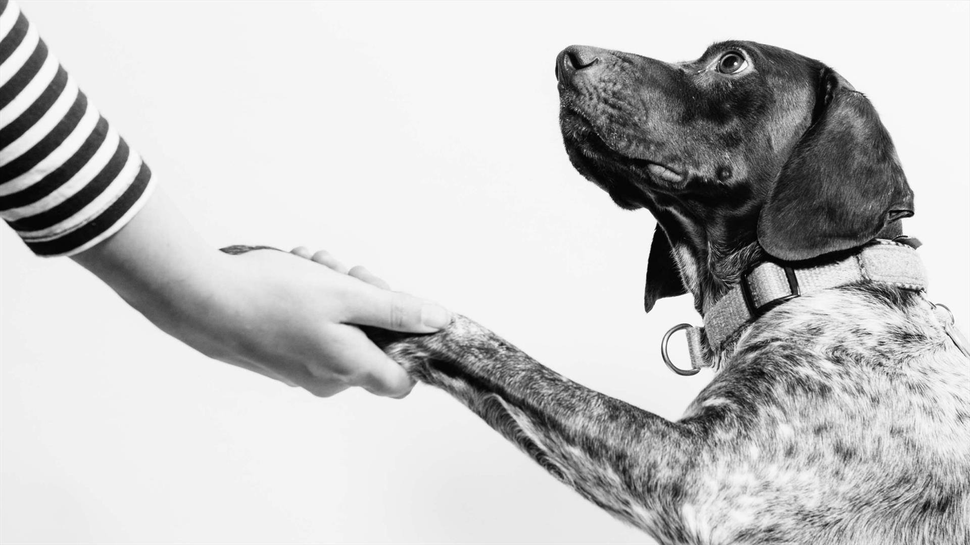 A human hand clasps the extended paw of a dog in a 'handshake' like gesture.