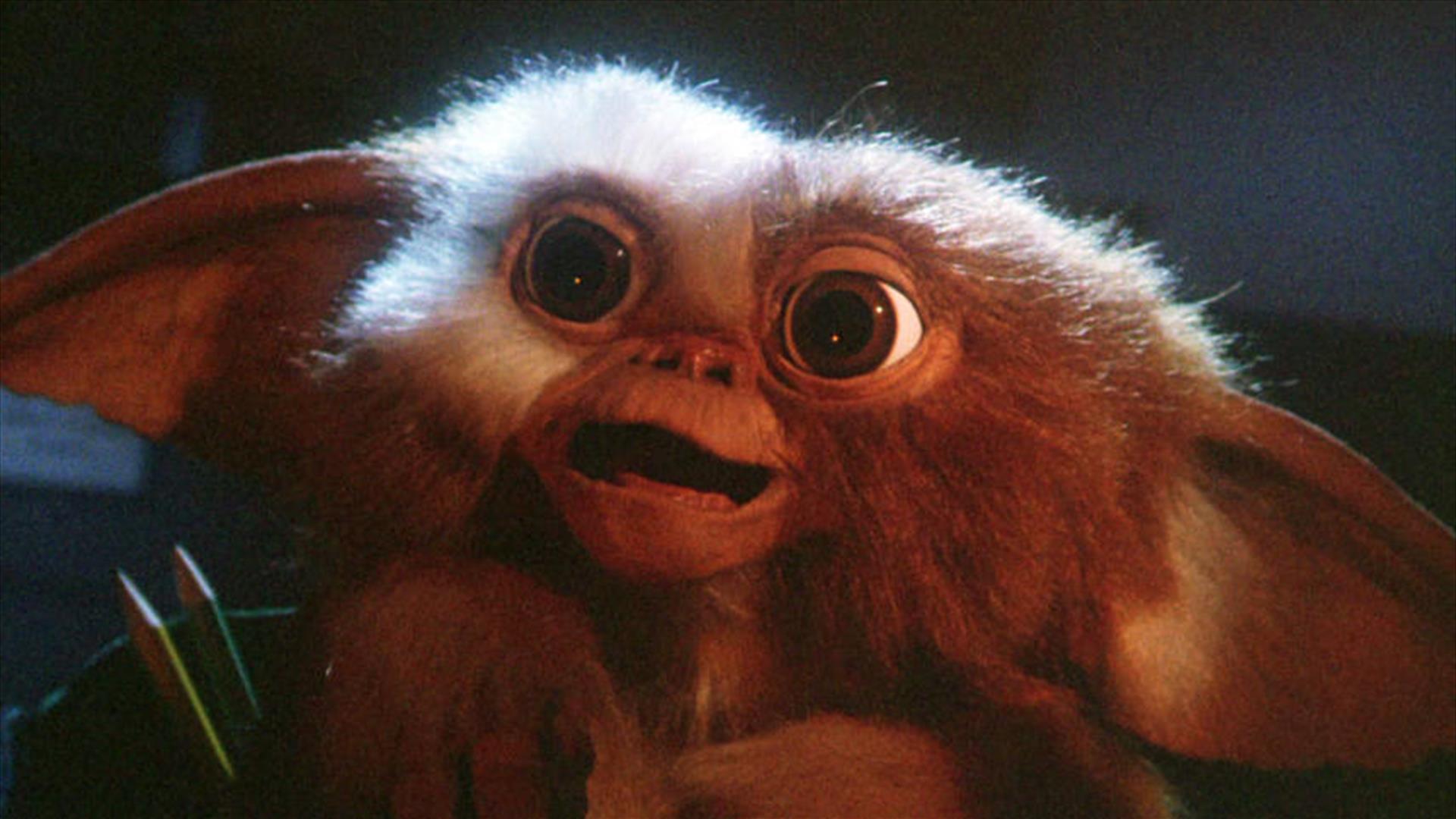 Gizmo staring at the camera