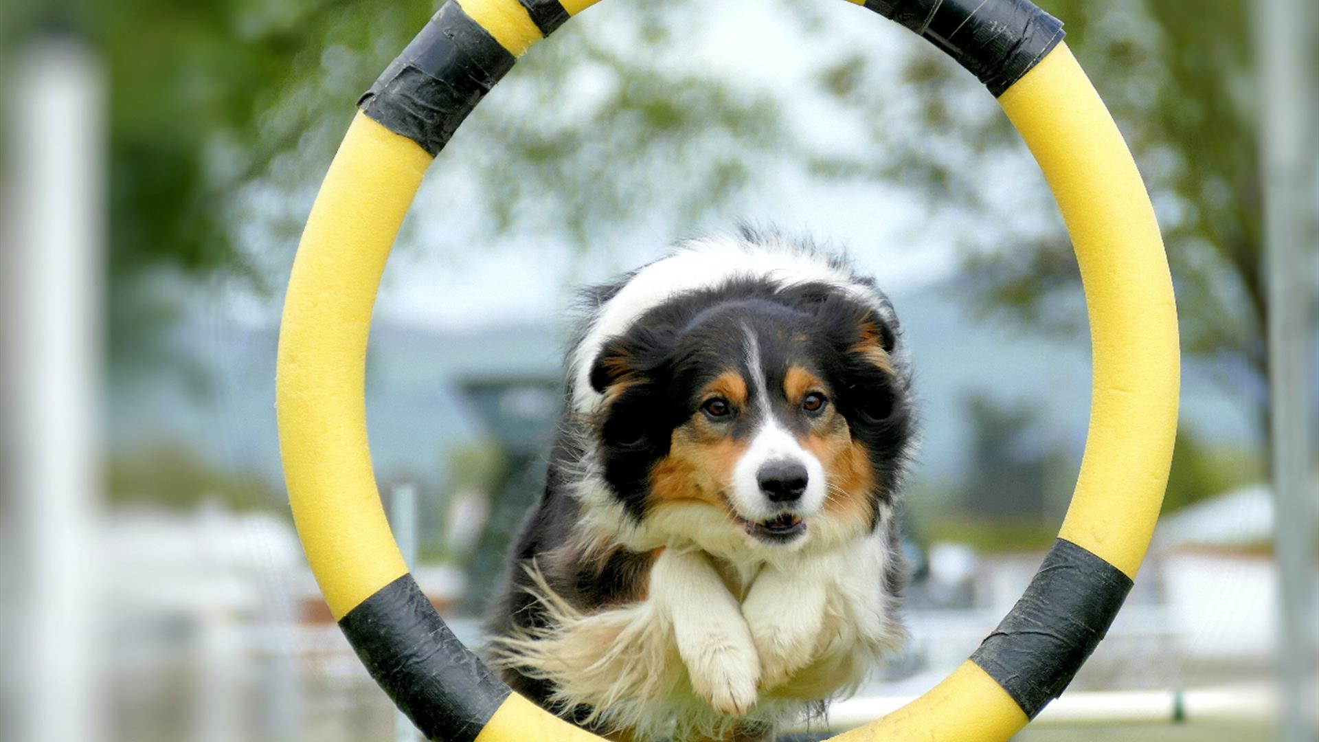 A dog jumps through a yellow and black hoop during a competition.