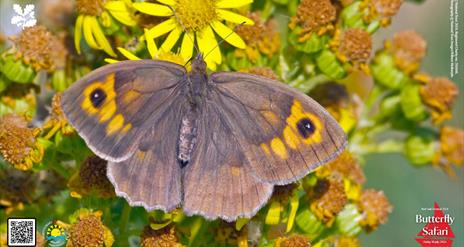 An image of a butterfly at Portstewart Strand.