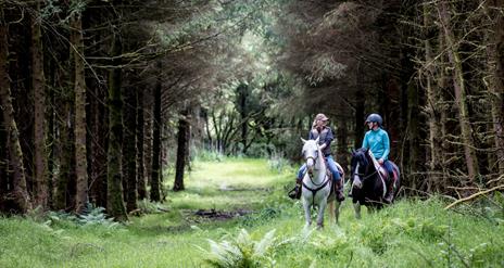 Two riding horses in a woodland
