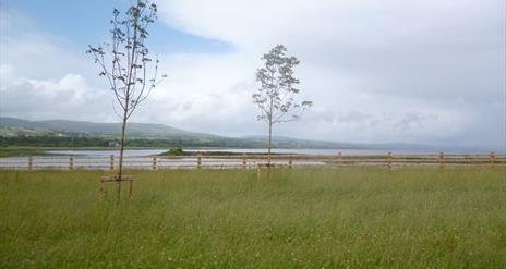 Views over Lough Foyle from Culmore Country Park
