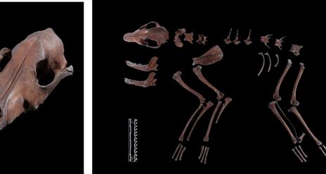 Skull and bones of a dog laid out in an archaeological display against a black background.