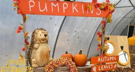 New Horizons Pumpkin Patch Photoshoot & Scarecrow Trail