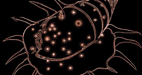Black background with brown illustration of a squid