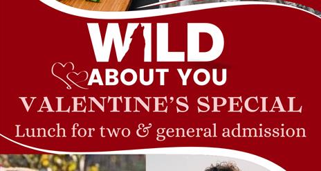 A Valentine's Day promotional graphic with the text 'Wild About You' and 'Valentine's Special: Lunch for Two & General Admission.' The design features
