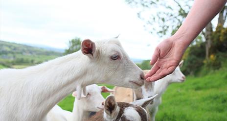 A person pets a goat during the Sperrin Goat Cheese Experience