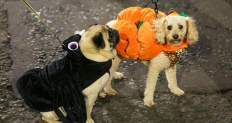 Two dogs in fancy dress.