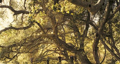 The band of four, TRAVIS, standing apart from each other in a sunlit forest