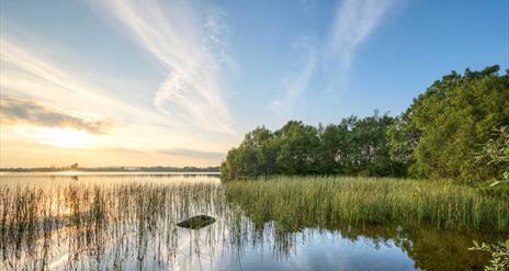 Moor Lough Reeds