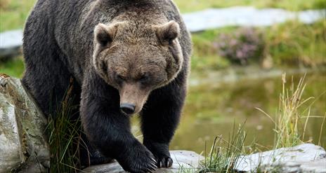 Wild Ireland Bear