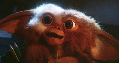 Gizmo staring at the camera
