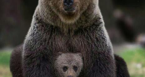 Mother Bear with cub