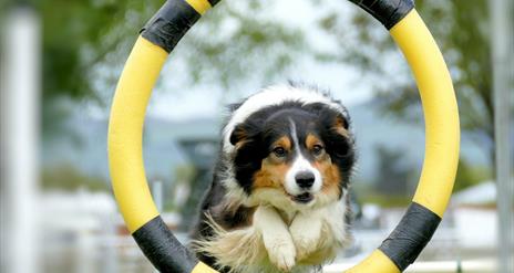 A dog jumps through a yellow and black hoop during a competition.