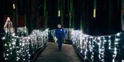 Christmas lights