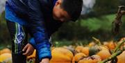 Pumpkin Picking