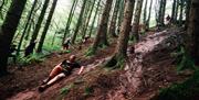 runners in trees