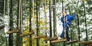 Tree top adventures at Jungle NI