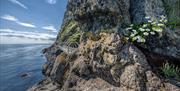 A view of the tubular bridge with flowers on the rock face and the ocean beyond.