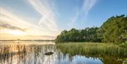 Moor Lough Reeds