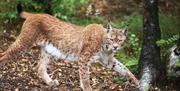 Wild Ireland Lynx