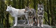 Wild Ireland Wolves