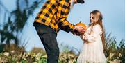 Pumpkin picking
