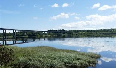 Image shows flora of the Bay Road Nature Reserve under the Foyle Bridge