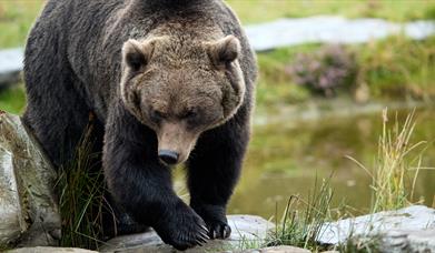 Wild Ireland Bear