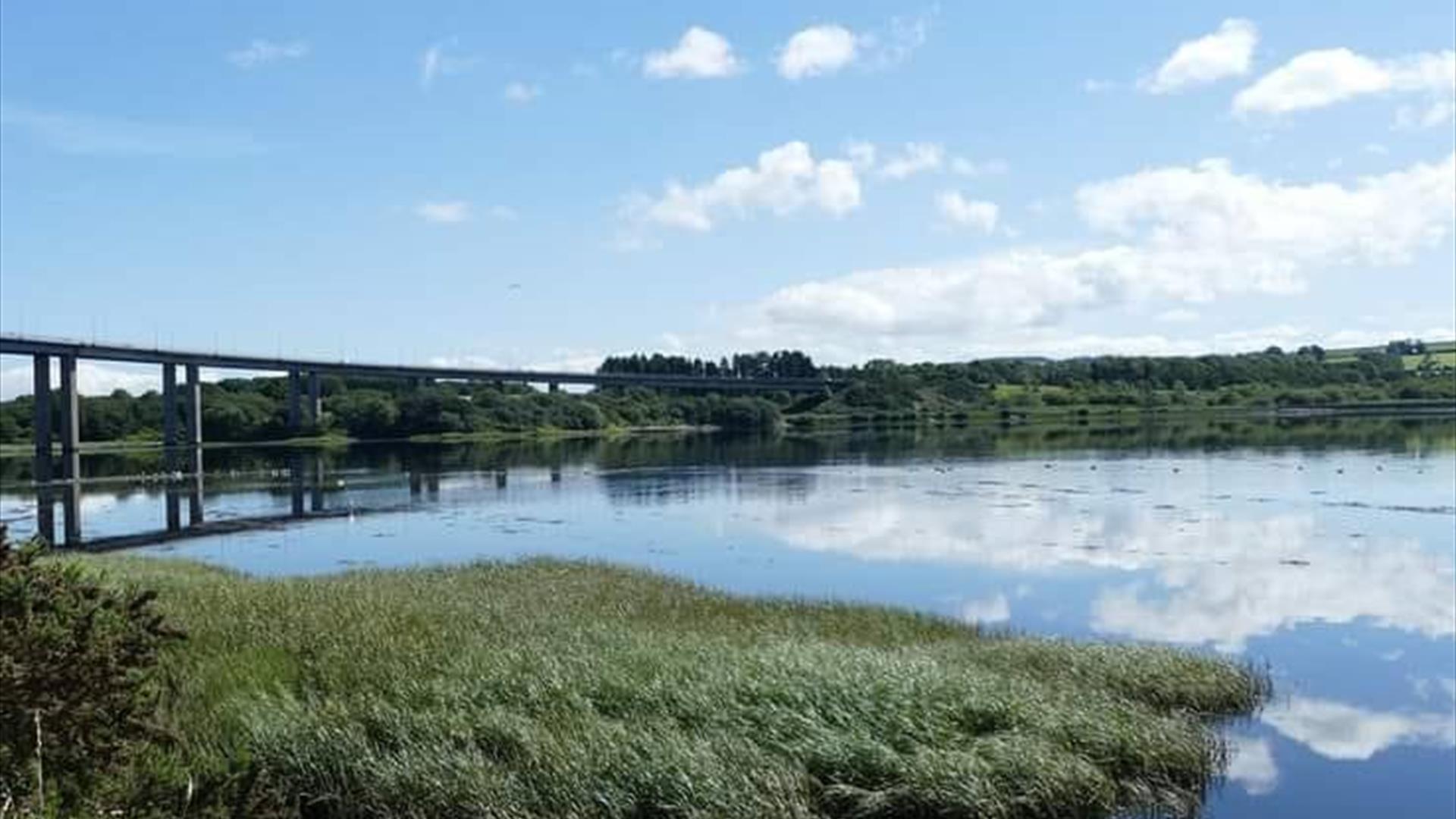 Image shows flora of the Bay Road Nature Reserve under the Foyle Bridge