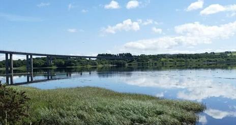 Image shows flora of the Bay Road Nature Reserve under the Foyle Bridge