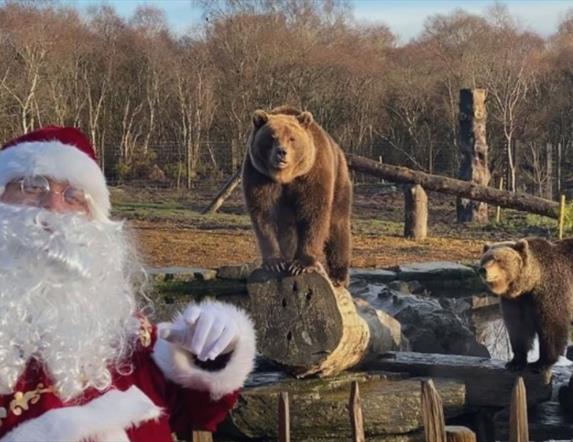 Santa in a sanctuary with two brown bears