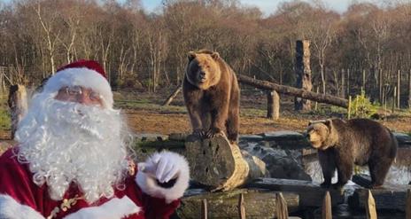 Santa in a sanctuary with two brown bears
