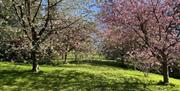 Brookhall cherry blossoms