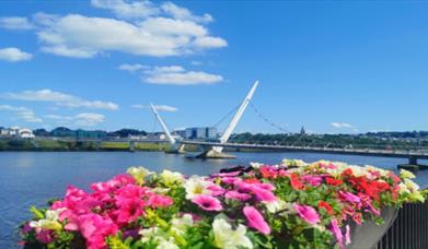 Flowers on a background of the River Foyle and the Peace Bridge.