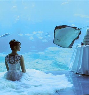 Functions and Events at National Marine Aquarium