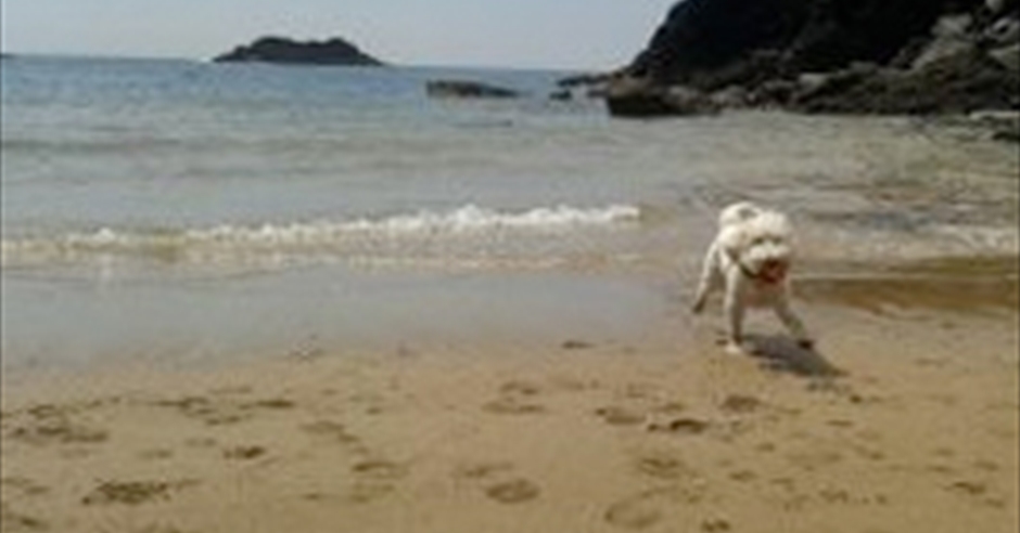 Dog Friendly Devon | Visit Devon