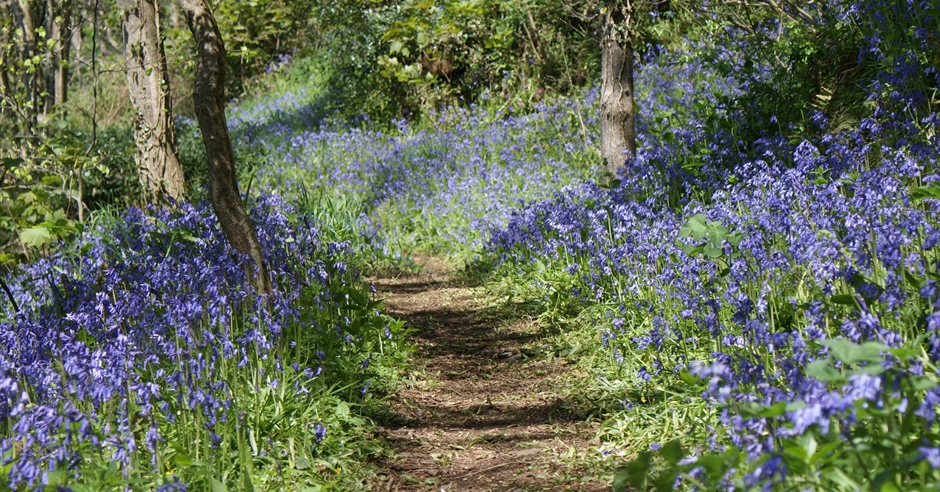 Bluebell Sunday - Nr Bideford - Visit Devon