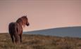Dartmoor Pony
