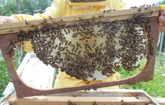 Bee Zoom Workshops - Queen Rearing